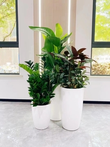 探寻宁波杭州湾专业盆景租赁，领略别样绿意